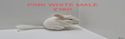 Chinchilla rodents for sale: STUNNING BABIES CHINCHILLA MIX COLOURS AND GENDER  - Advert 15