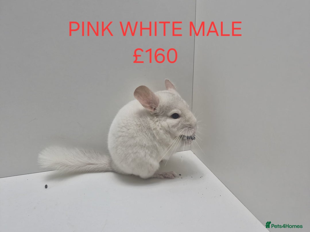 Chinchilla rodents for sale: STUNNING BABIES CHINCHILLA MIX COLOURS AND GENDER  - Advert 15