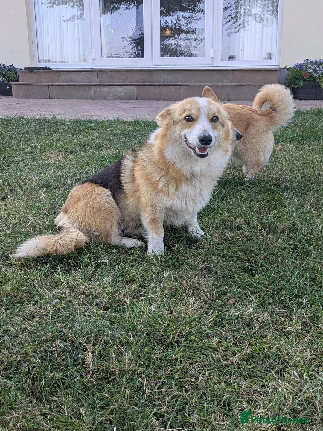 Mixed Breed dogs for sale: Welsh Corgi x Collie puppies - Advert 1