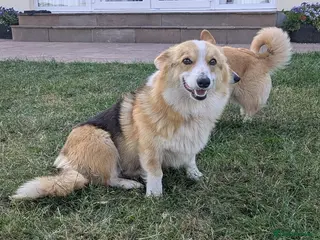 Mixed Breed dogs Welsh Corgi x Collie puppies - Advert 9