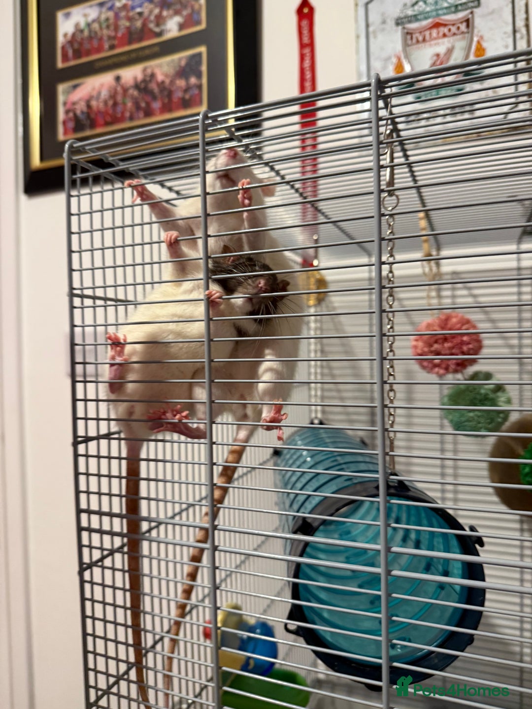 Rat rodents for sale: Pinky & brain  - Advert 4