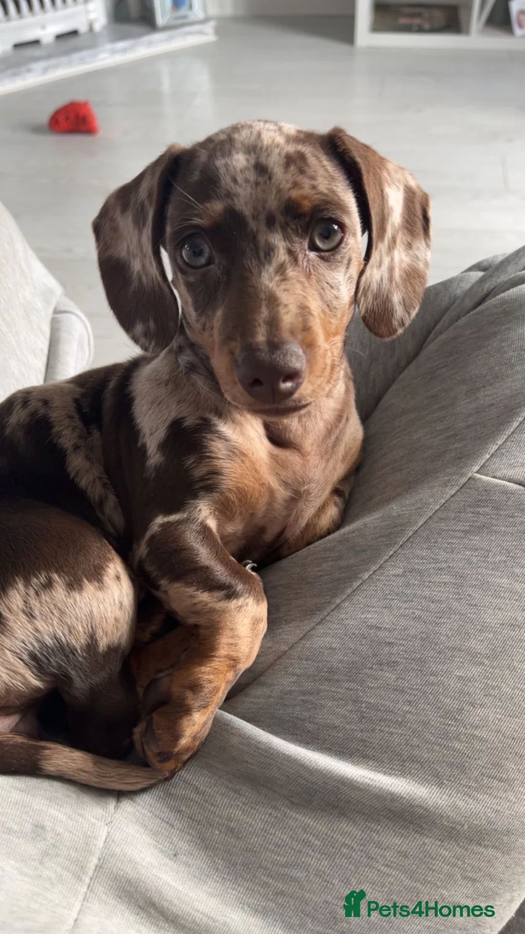 Miniature Dachshund dogs for sale: Mabel the miniature dachshund  - Advert 10