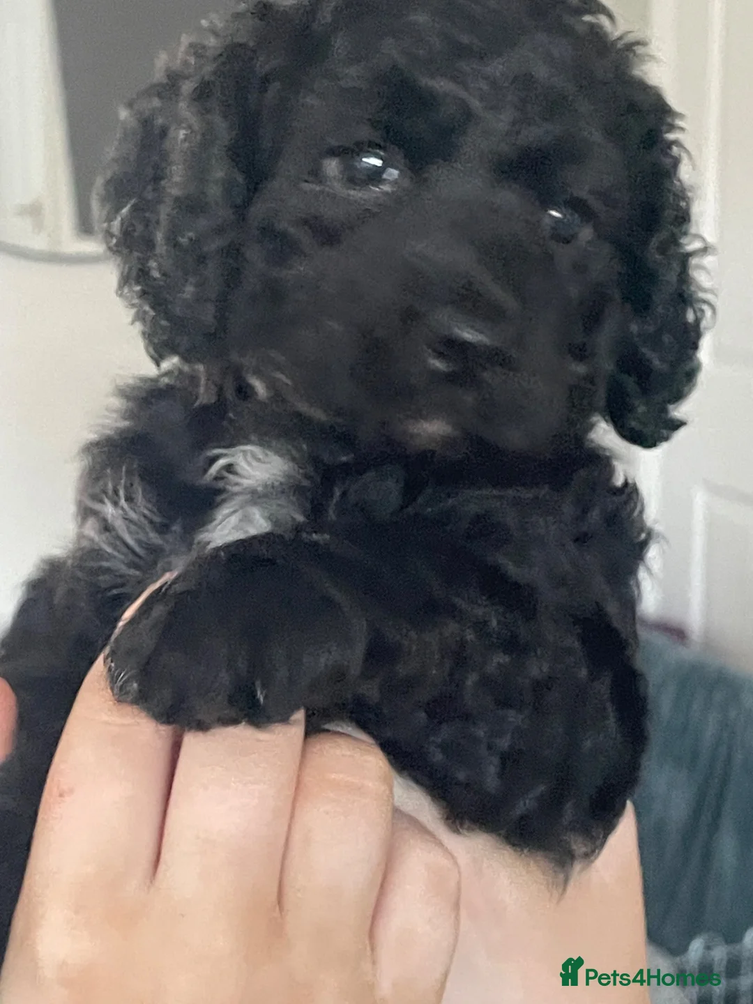 Cockapoo dogs for sale: Beautiful F2 black girl cockapoo in Morpeth - Advert 2