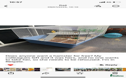 Hamster rodents for sale: Hamster for Free  - Image 1