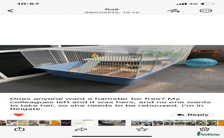 Hamster rodents - Advert 2