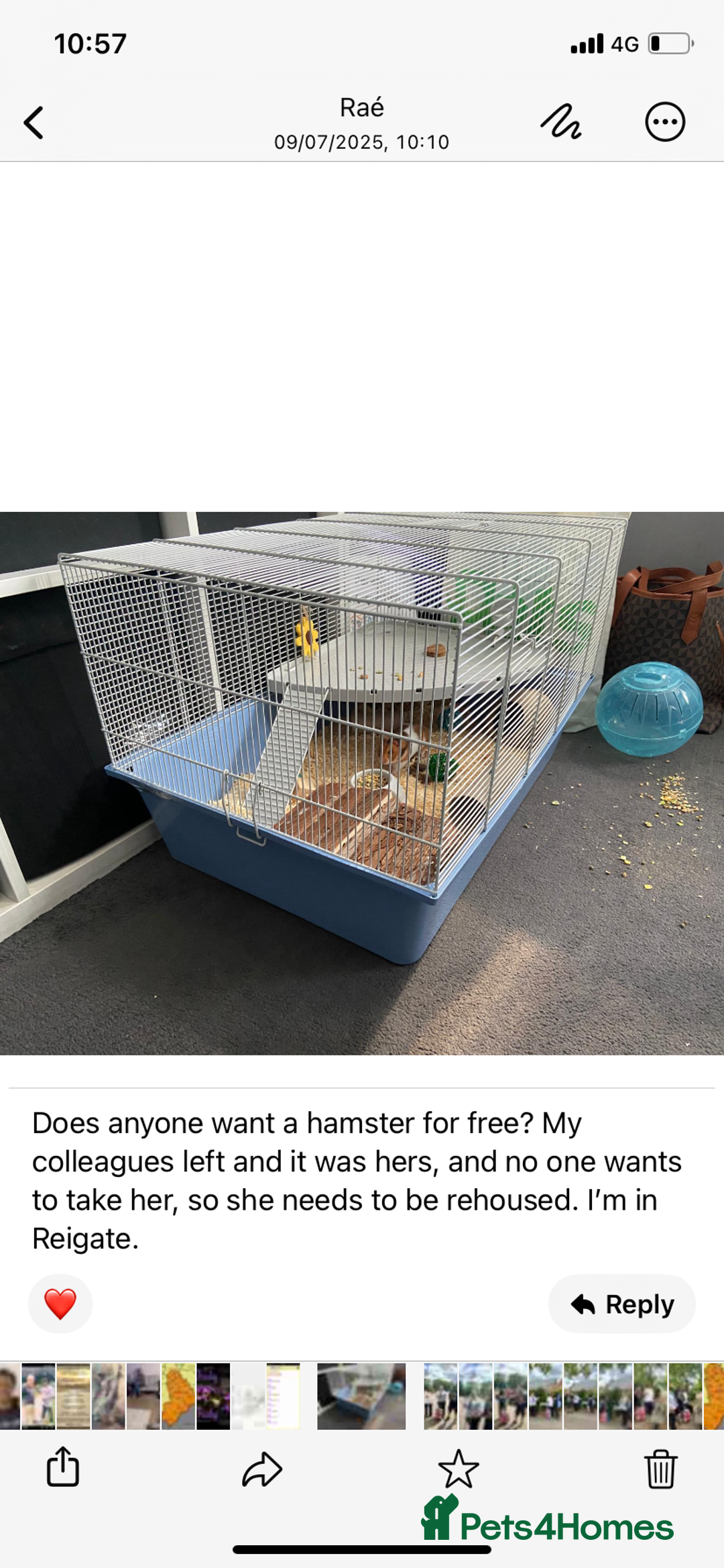 Hamster rodents for sale: Hamster for Free  - Image 1