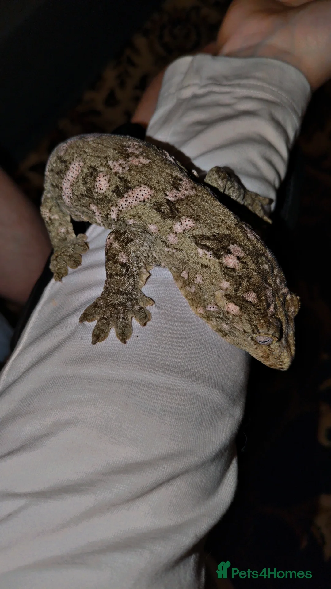 Gecko reptiles for sale: Leachieaunus gecko - Advert 3