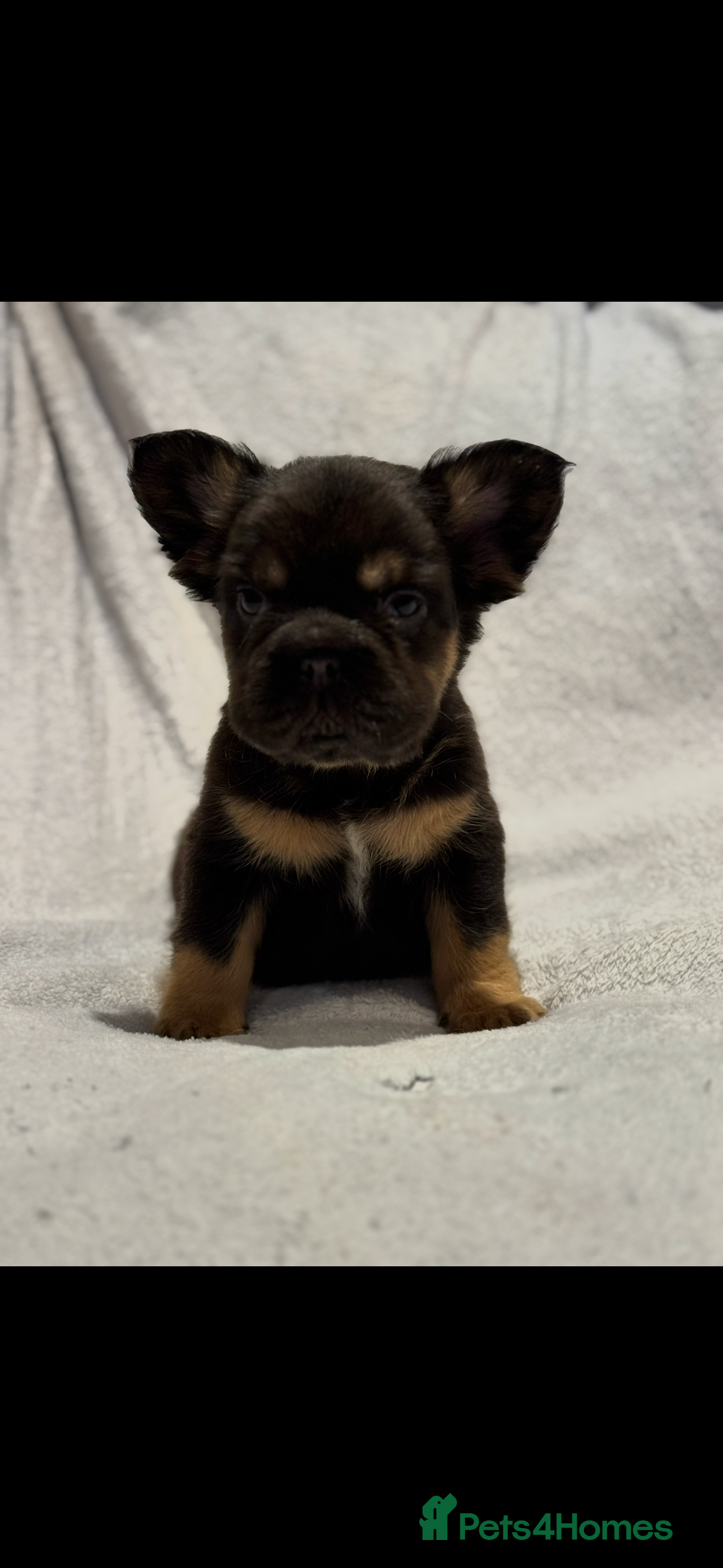 French Bulldog dogs Full fluffy frenchie - Advert 1