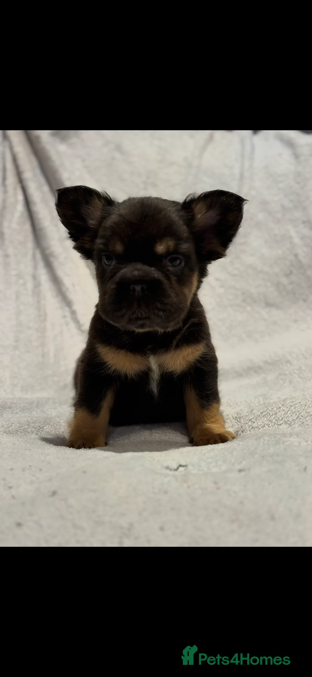 French Bulldog dogs for sale: Full fluffy frenchie puppy - Advert 1