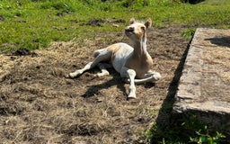 Welsh Section D horses for sale: Lemon and white colt foal  - Image 1