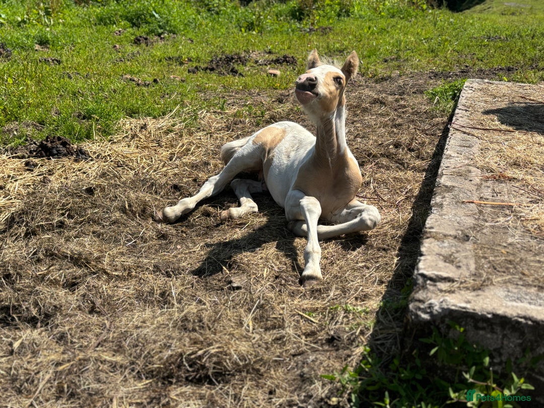 Welsh Section D horses for sale: Lemon and white colt foal  - Image 1