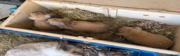 Mini Lop rabbits for sale: 4 Pure bred minilop rabbits for sale - Advert 5