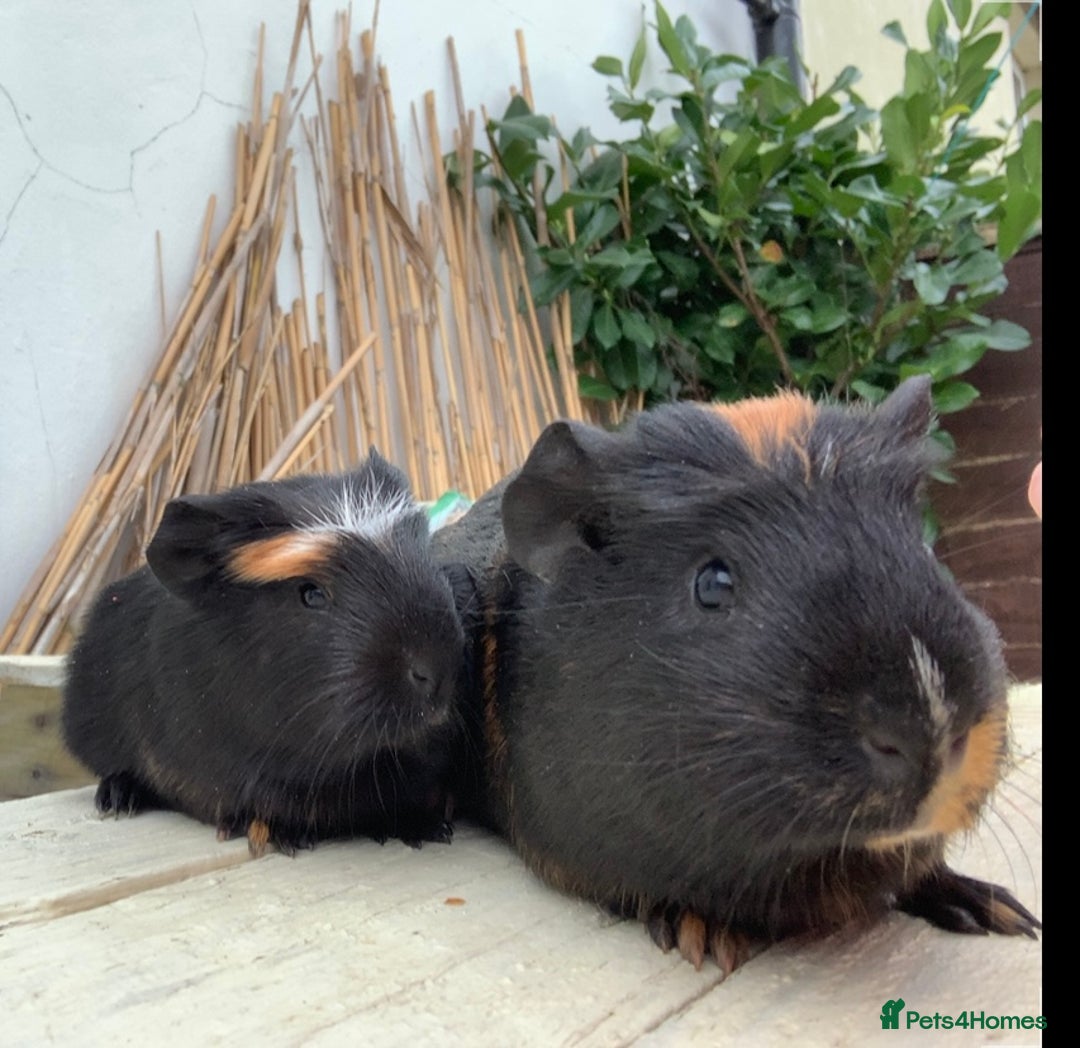 Guinea Pig rodents for sale: Beautiful male crested Guinea pig - Advert 4