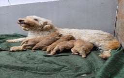 Miniature Poodle dogs for sale: 🐶✨ Stunning Mini Poodle Puppies ✨🐶 - Image 7