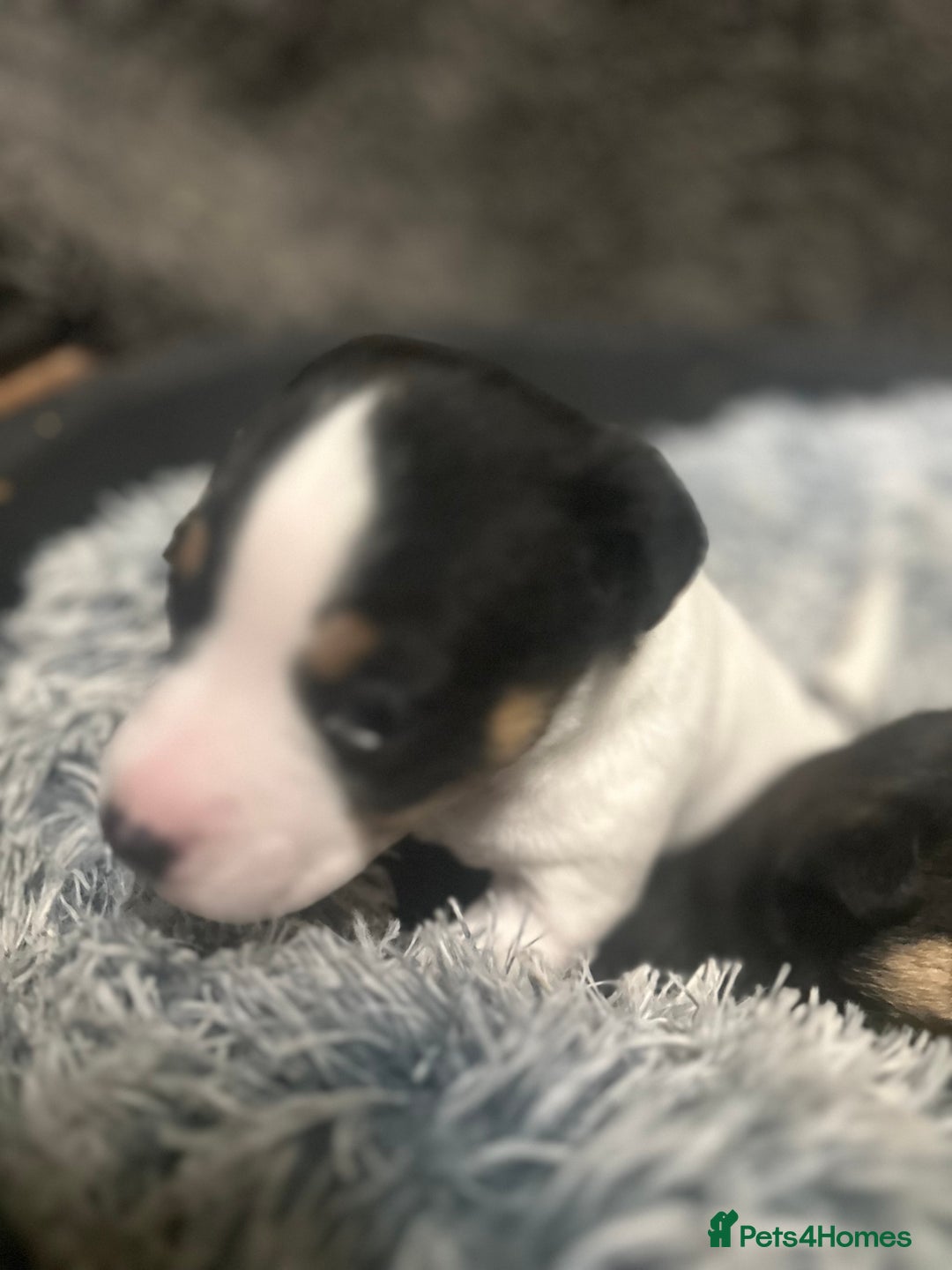Jack Russell dogs for sale: Beautiful litter of miniature Jack Russell puppies - Advert 4