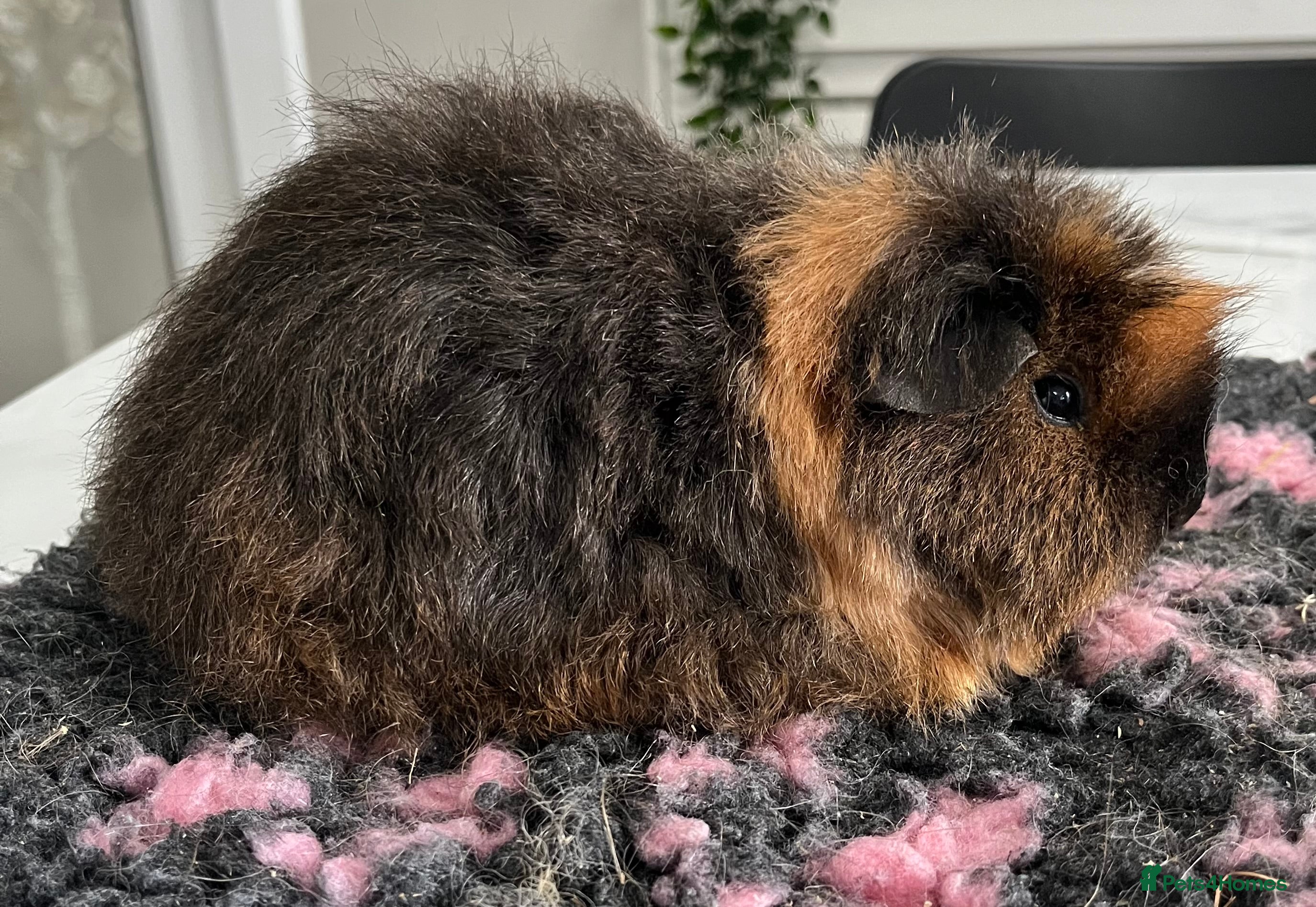 Guinea Pig rodents X2 girls, x2 boys bonded pairs.  - Advert 17