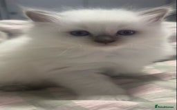 Ragdoll cats for sale: precious blue eye Ragdolls.  - Image 2