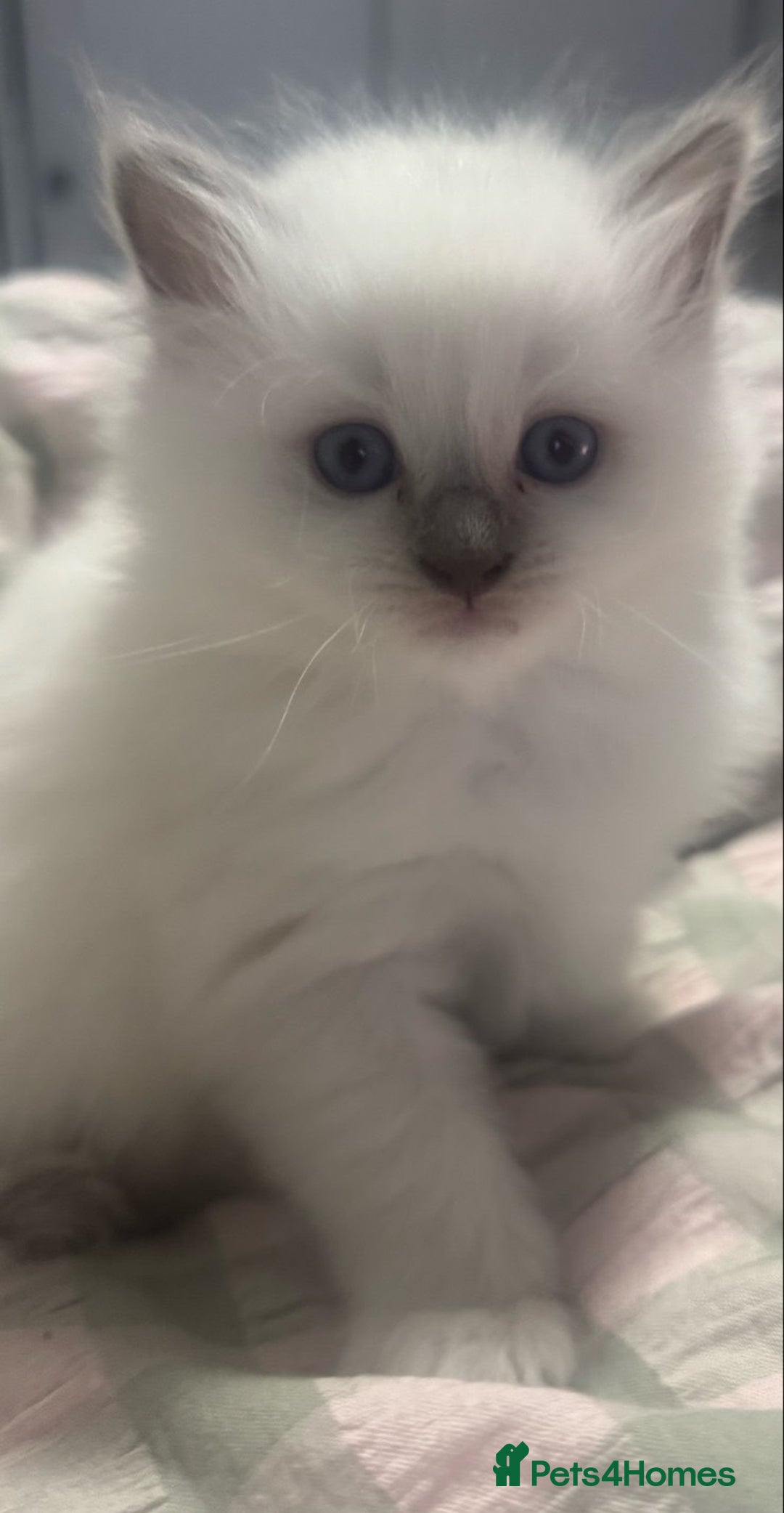 Ragdoll cats for sale: precious blue eye Ragdolls.  - Image 2