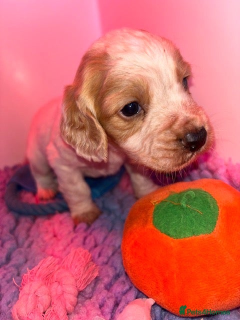 Cocker Spaniel dogs KC working cocker pups 5⭐️licensed. Only boys left - Advert 1
