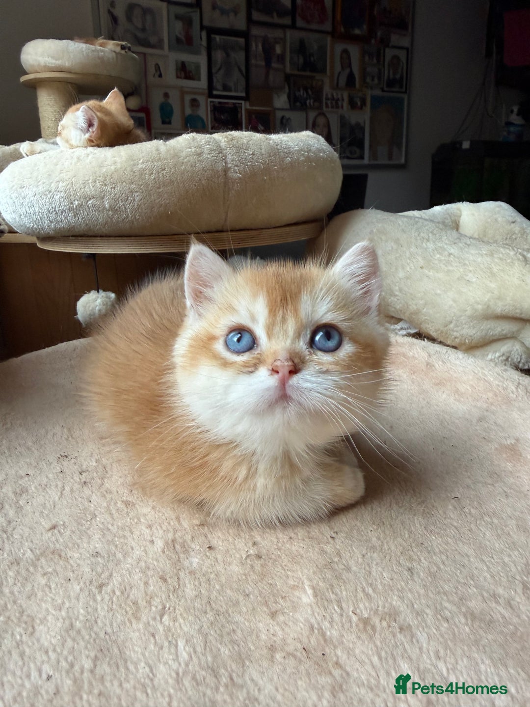 British Shorthair cats for sale: GCCF reg BSH Chocolate and Black Golden Kittens - Advert 27