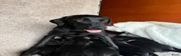 Labrador Retriever dogs for sale: Labrador - Advert 1