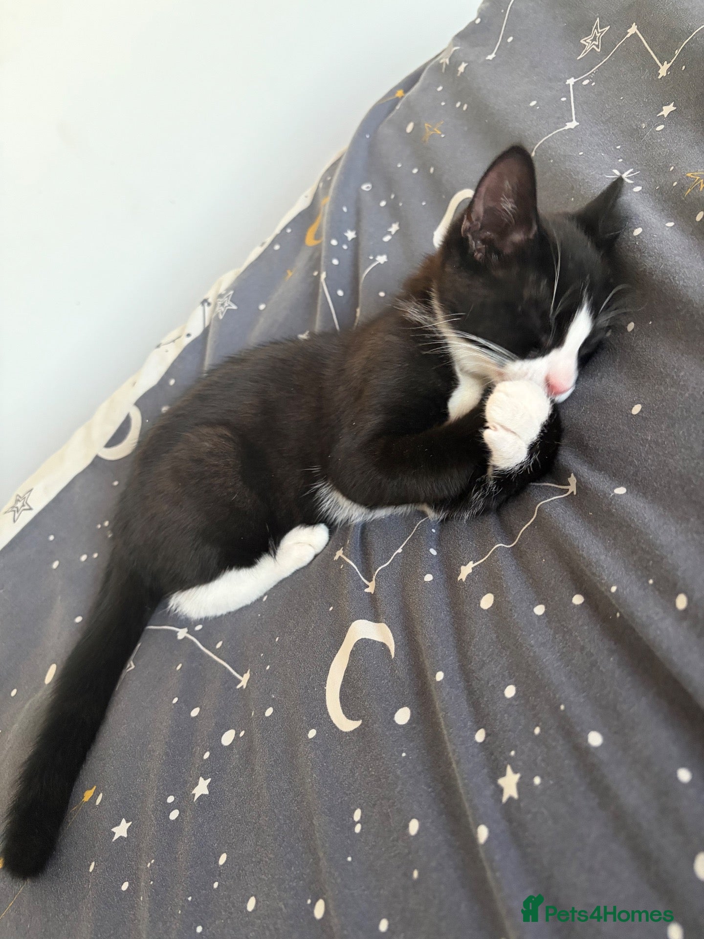 Domestic Shorthair cats Ready to now home  - Advert 3