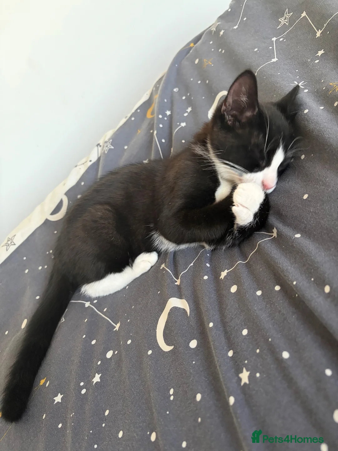 Domestic Shorthair cats for sale: Ready to now home  - Advert 1