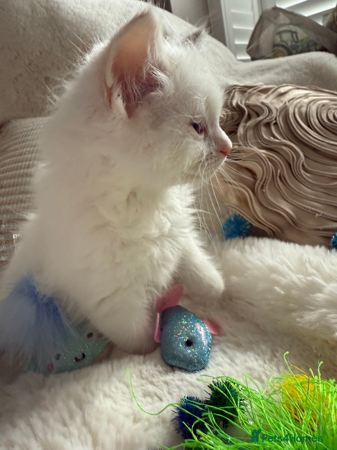 Ragdoll cats for sale: 💙🩷GCCF RAGDOLL KITTENS M&F 9WKS NEUT & SPAYED 🥇 - Image 22