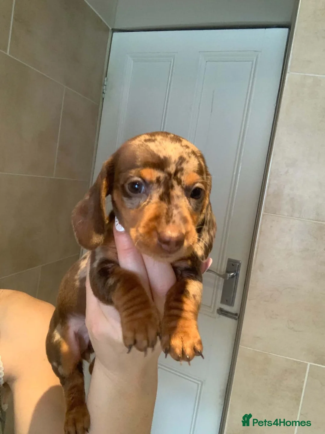Dachshund dogs for sale: Dachshund puppy’s  in Liverpool - Advert 2