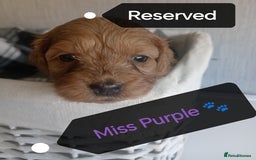 Cockapoo dogs for sale: 🐶Beautiful F1 Cockapoo Puppies🐾 - Image 14