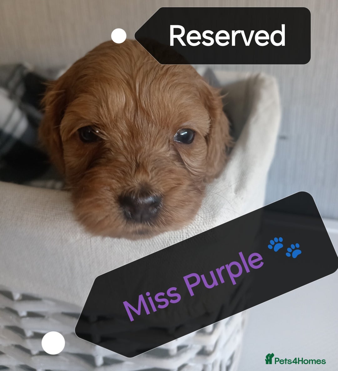 Cockapoo dogs for sale: 🐶Beautiful F1 Cockapoo Puppies🐾 - Image 14