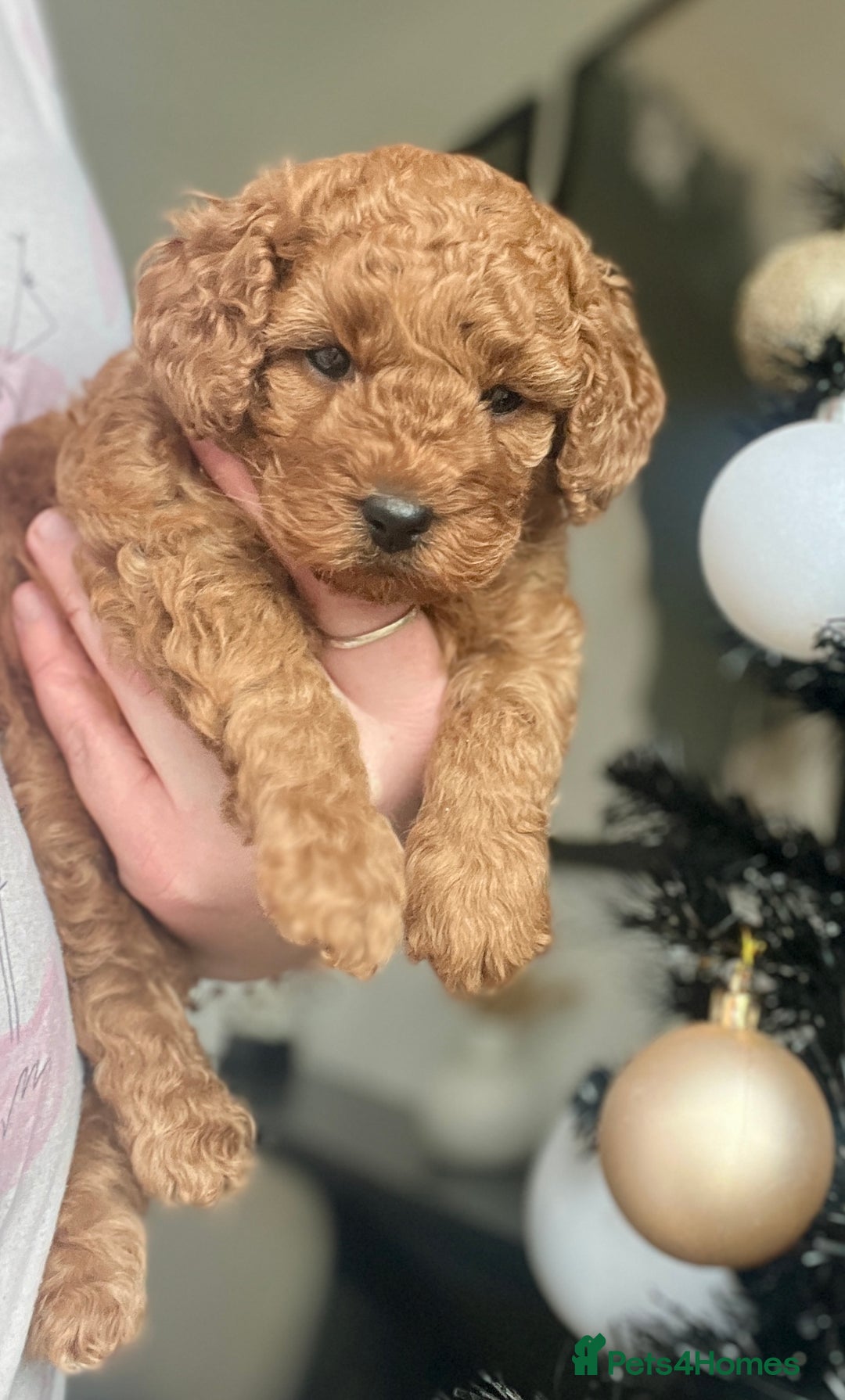 Cockapoo dogs for sale: ⭐️ BEAUTIFUL RED GIRL COCKAPOO⭐️ - Advert 2