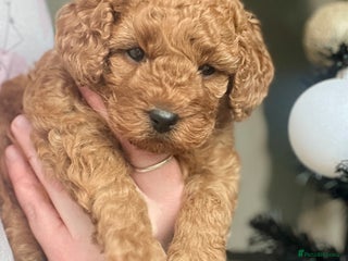 Cockapoo dogs ⭐️ BEAUTIFUL RED GIRL COCKAPOO⭐️ - Advert 2