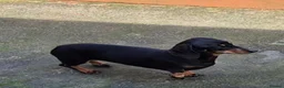 Miniature Dachshund dogs for sale: PRA CLEAR MINIATURE DACHSHUND PUPPIES - Advert 16