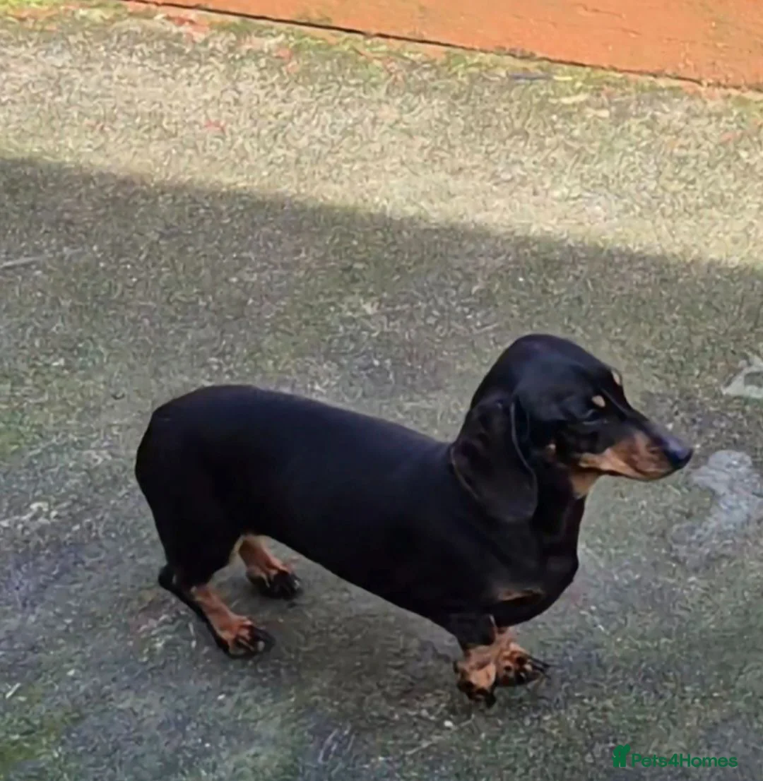 Miniature Dachshund dogs for sale: PRA CLEAR MINIATURE DACHSHUND PUPPIES - Advert 16