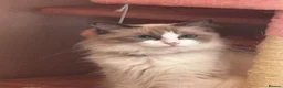 Ragdoll cats for sale: Mini the ragdoll  - Advert 3