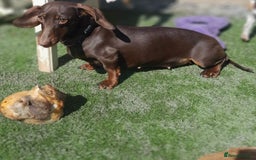 Miniature Dachshund dogs for sale: 🌻Miniature dachshund puppies 🌻 - Image 14