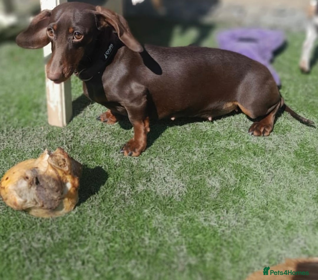Miniature Dachshund dogs for sale: 🌻Miniature dachshund puppies 🌻 - Image 14