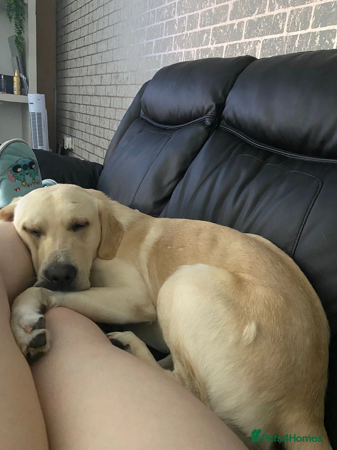 Labrador Retriever dogs for stud: Billy  PROVEN STUD in Coventry - Advert 2