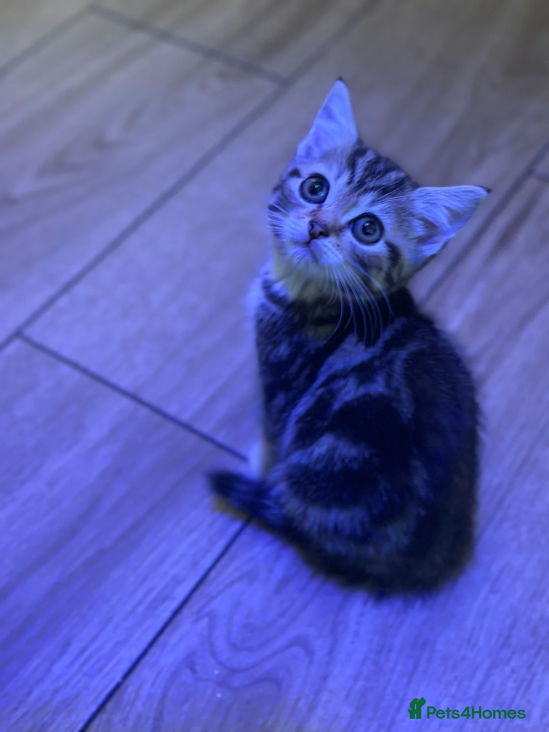 Mixed Breed cats for sale: Best homes only 4 my babies 🥰 - Advert 14