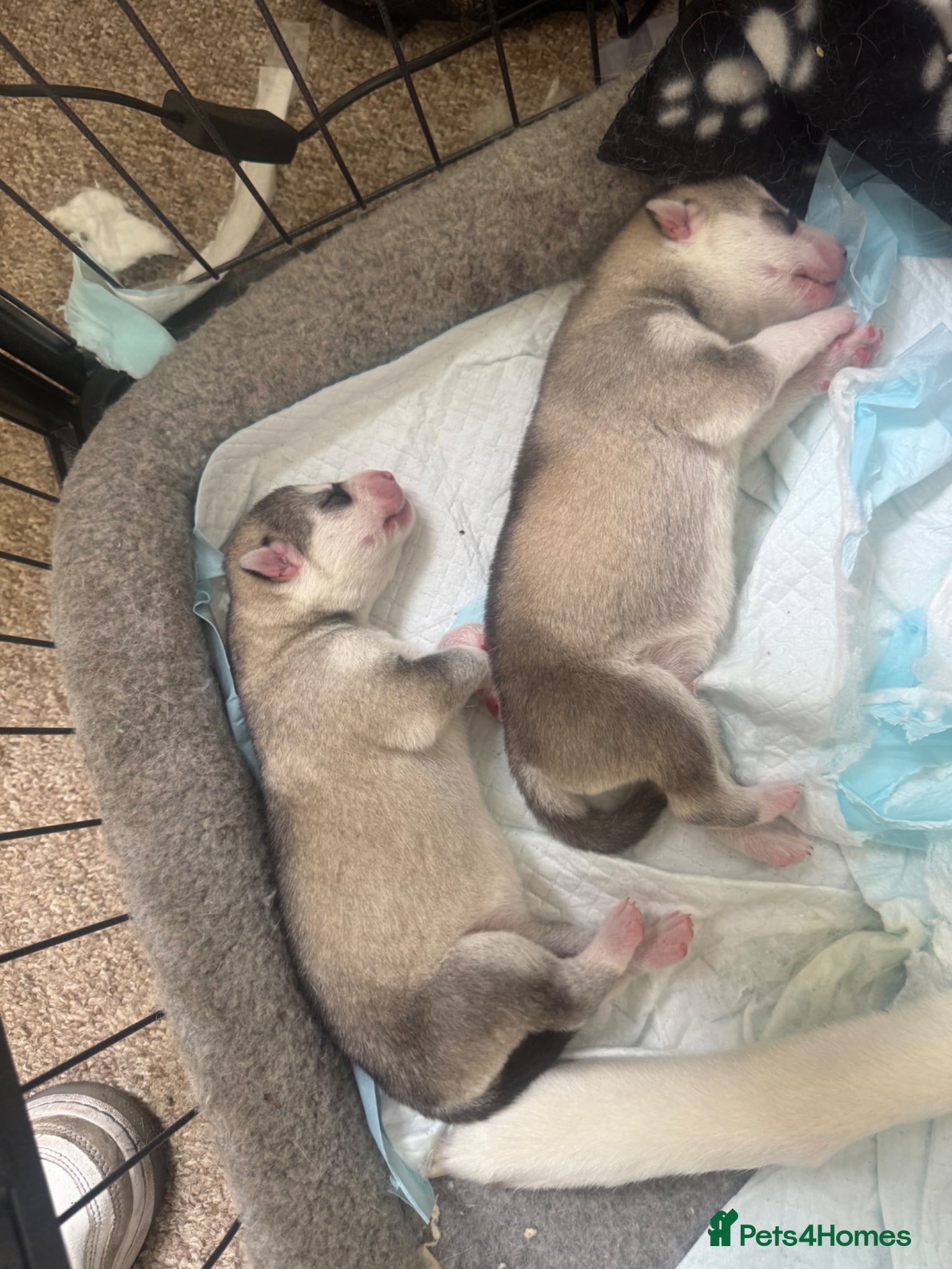 Siberian Husky dogs for sale: Husky puppies for sale  in Saltcoats - Advert 3
