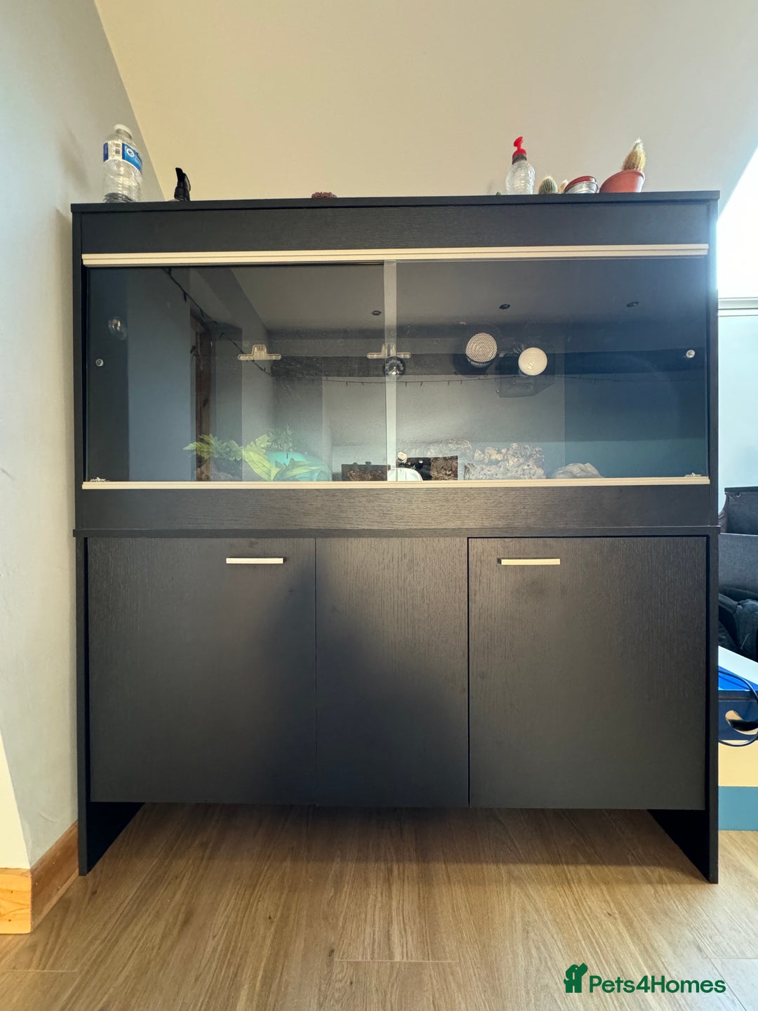 Python Snake reptiles for sale: 7year old male ball python snake - Advert 5