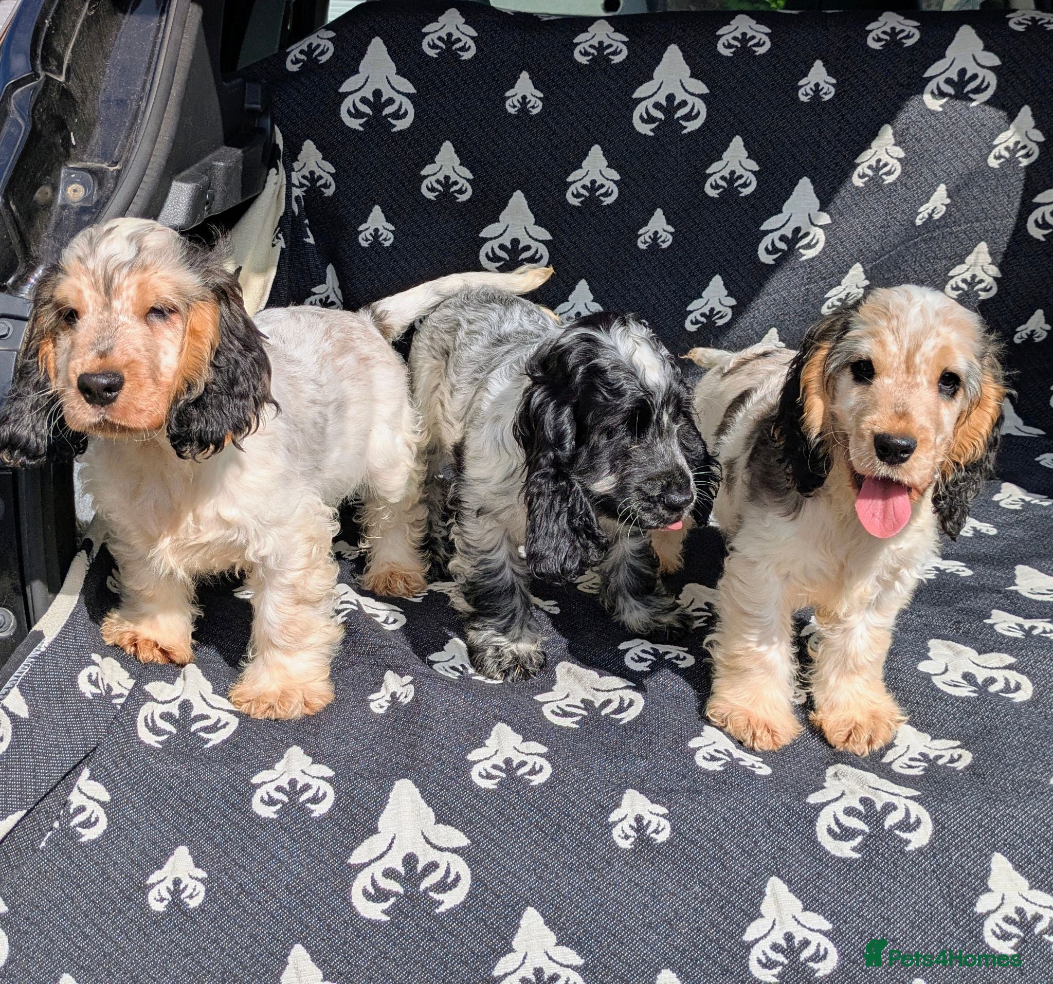Cocker Spaniel dogs Beautiful KC Registered Show Cocker Puppies - Advert 2