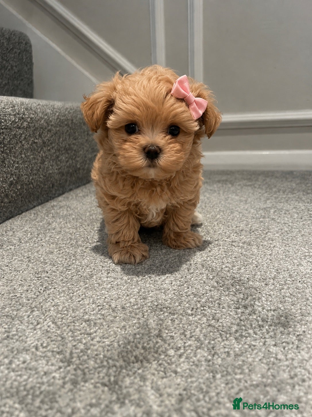 Maltipoo dogs Tiny DNA Clear Asian F1 Maltipoo - Advert 2