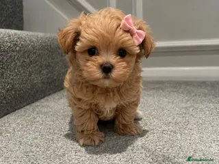 Maltipoo dogs Tiny DNA Clear Asian F1 Maltipoo - Advert 2