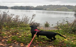 Labrador Retriever dogs for stud: Black Labrador Retriever for stud  - Image 6