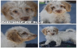 Cavapoo dogs for sale: F1b Cavapoo Puppies – DNA Tested in Rugby - Image 5