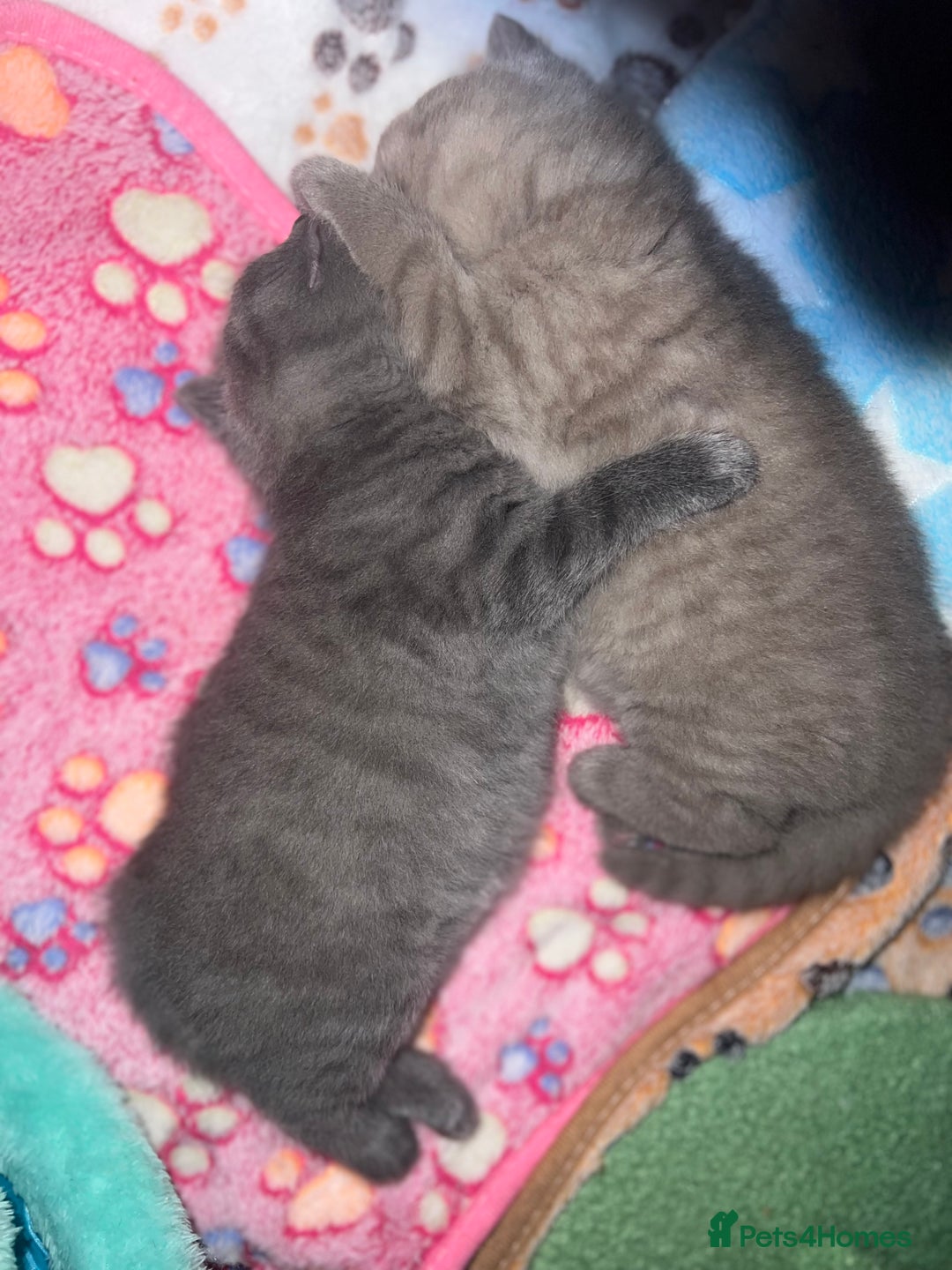 British Shorthair cats for sale: British Shorthair Kittens - Image 13