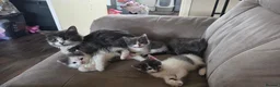 Ragdoll cats for sale: 4 ragdoll cross persian babys  - Advert 1