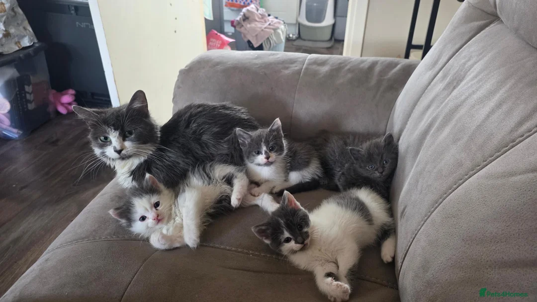 Ragdoll cats for sale: 4 ragdoll cross persian babys  - Advert 1